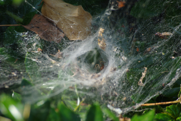 Skaliertes Bild Araneae, Agelenidae,_2013_07_12--13-40-36.jpg 