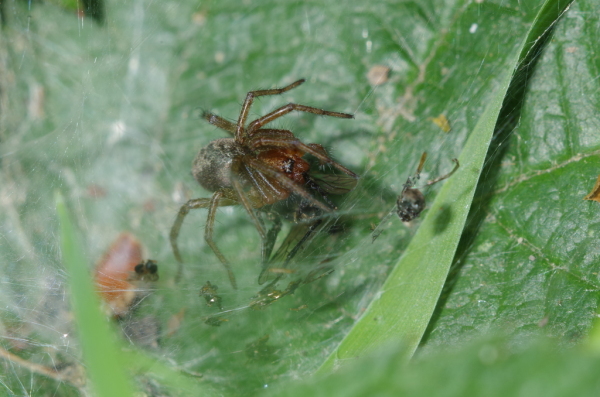 Skaliertes Bild Araneae, Agelenidae,_2014_05_16--13-52-25.jpg 