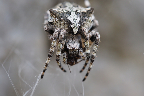 Skaliertes Bild Araneae, Araneidae, Araneus angulatus_2016_06_08--11-19-42.jpg 