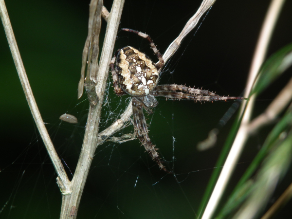Skaliertes Bild Araneae, Araneidae, Araneus diadematus_2010_08_29--13-21-57.jpg 