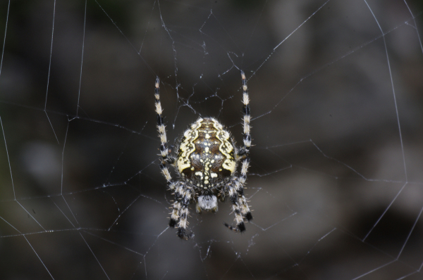 Skaliertes Bild Araneae, Araneidae, Araneus marmoreus_2012_08_02--13-38-55.jpg 