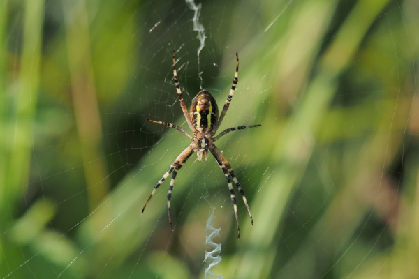 Skaliertes Bild Araneae, Araneidae, Argiope bruennichi, Zebraspinne_2018_07_25--08-28-52.jpg 