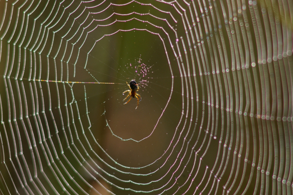 Skaliertes Bild Araneae, Araneidae, Netz_2008_09_01--08-45-29.jpg 