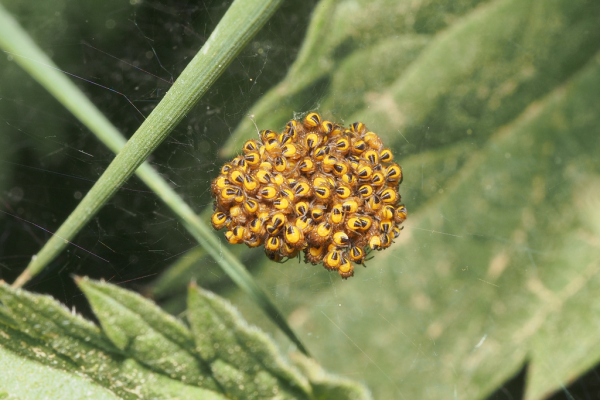 Skaliertes Bild Araneae, Araneidae, frisch geschluepfte Jungtiere_2018_05_04--13-57-06.jpg 