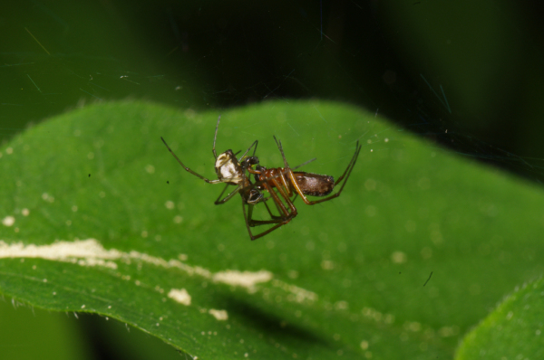 Skaliertes Bild Araneae, Linyphiidae, Linyphia impigra, Paarung_2011_04_30--11-42-14.jpg 