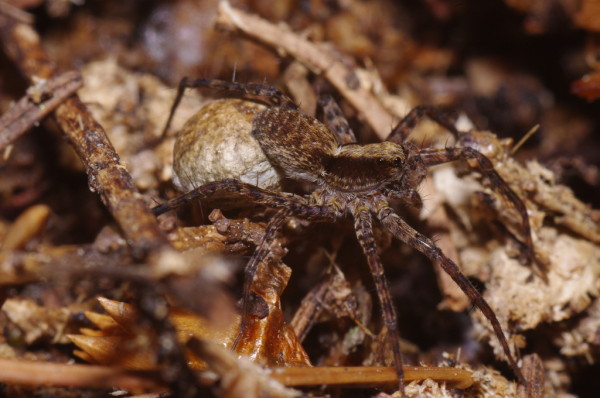 Skaliertes Bild Araneae, Lycosidae, Pardosa lugubris, Eikokon_2011_06_07--13-18-28.jpg 