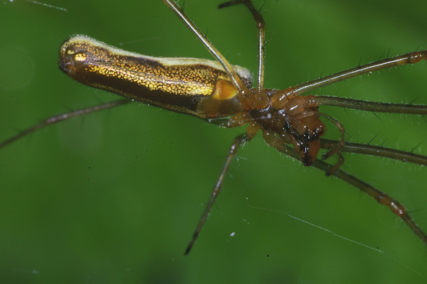 Skaliertes Bild Araneae, Tetragnathidae, Tetragnatha extensa_2007_05_17--08-24-06.jpg 
