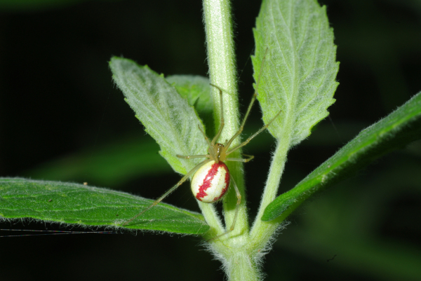 Skaliertes Bild Araneae,Theridiidae, Enoplognatha ovata_2010_07_16--08-21-08.jpg 