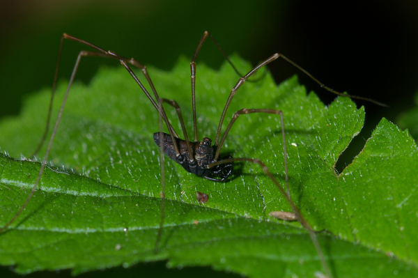 Skaliertes Bild Opiliones, Phalangiidae, Platybunus pinetorum_2005_05_29--15-33-54.jpg 