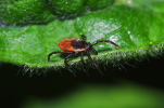 Vorschaubild Acari, Ixodidae, Ixodes ricinus, Gemeiner Holzbock_2011_06_07--13-04-42.jpg 