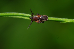 Vorschaubild Acari, Ixodidae, Ixodes ricinus, Gemeiner Holzbock_2011_06_08--10-16-14.jpg 