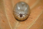 Vorschaubild Acari, Ixodidae, Ixodes ricinus, vollgesogene Zecke_2017_07_22--19-04-29.jpg 