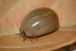 Vorschaubild Acari, Ixodidae, Ixodes ricinus, vollgesogene Zecke_2017_07_22--19-06-34.jpg 