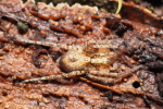Vorschaubild Anyphaenidae, Anyphaena accentuata_2017_11_27--12-54-21.jpg 