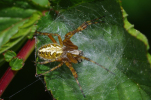 Vorschaubild Araneae, Araneidae, Araneus ceropegia, Eichblatt-Radspinne_2011_05_09--12-33-30.jpg 