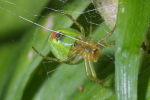 Vorschaubild Araneae, Araneidae, Araneus cucurbitinus, Weibchen_2005_07_03--13-10-04.jpg 