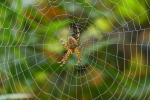 Vorschaubild Araneae, Araneidae, Araneus diadematus, Gartenkreuzspinne_2020_10_25--11-30-32.jpg 