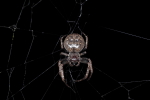 Vorschaubild Araneae, Araneidae, Nuctenea umbratica, Spaltenkreuzspinne_2016_06_10--20-30-23.jpg 