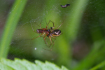 Vorschaubild Araneae, Linyphiidae, Floronia bucculenta, Paarung_2005_05_26--17-07-31.jpg 