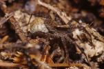 Vorschaubild Araneae, Lycosidae, Pardosa lugubris, Eikokon_2011_06_07--13-18-28.jpg 
