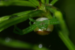 Vorschaubild Araneae, Thomisidae, Diaea dorsata_2008_06_17--17-28-05.jpg 