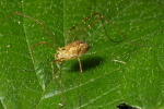 Vorschaubild Opiliones, Phalangiidae, Mitopus morio_2007_05_14--09-52-59.jpg 