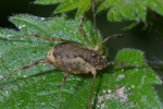 Vorschaubild Opiliones, Phalangiidae, Odiellus spinosus_2006_09_22--12-22-40.jpg 