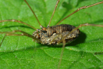 Vorschaubild Opiliones, Phalangiidae, Oligolophus tridens_2010_05_26--12-02-17.jpg 