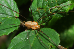 Vorschaubild Opiliones, Phalangiidae, Opilio canestrinii_2011_09_12--14-57-51.jpg 
