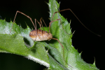 Vorschaubild Opiliones, Phalangiidae, Phalangium opilio_2005_05_27--08-15-27.jpg 
