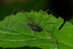 Vorschaubild Opiliones, Phalangiidae, Platybunus pinetorum_2005_05_29--15-33-54.jpg 