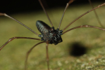 Vorschaubild Opiliones, Phalangiidae, Platybunus pinetorum_2009_06_29--11-24-22.jpg 