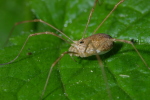 Vorschaubild Opiliones, Phalangiidae, Rilaena triangularis_2006_06_17--10-03-21.jpg 
