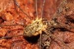 Vorschaubild Opiliones, Phalangiidae, Rilaena triangularis_2017_11_09--11-14-47.jpg 