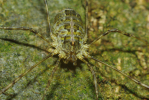 Vorschaubild Opiliones, Phalangiidae,_2009_10_09--16-11-30.jpg 