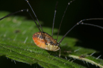 Vorschaubild Opiliones, Scierosomatidae, Leiobunum rotundum_2008_08_30--11-00-41.jpg 