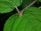 Vorschaubild Opiliones, Scierosomatidae, Leiobunum rotundum_2010_08_13--12-07-42.jpg 