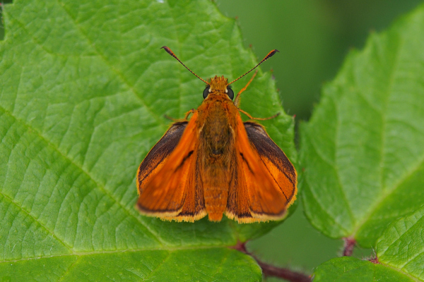 Skaliertes Bild Lepidoptera, Hesperiidae,  Thymelicus sylvestris, Dickkopffalter_2019_07_08--14-19-24.jpg 