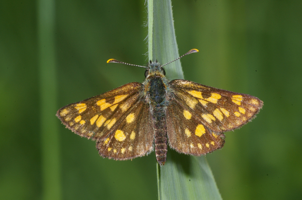 Skaliertes Bild Lepidoptera, Hesperiidae, Carterocephalus palaemon, Dickkopffalter_2008_05_23--12-06-02.jpg 