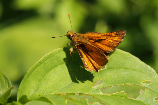 Skaliertes Bild Lepidoptera, Hesperiidae, Hesperia comma,_2018_06_20--08-48-10.jpg 