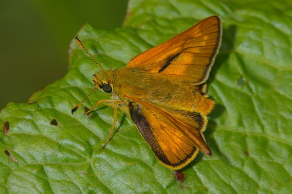 Skaliertes Bild Lepidoptera, Hesperiidae, Ochlodes venatus_2006_06_23--11-07-06.jpg 