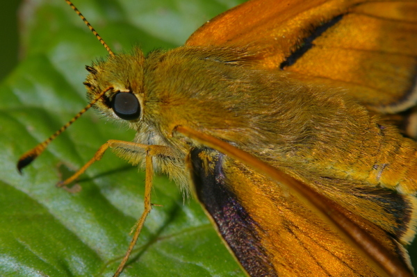 Skaliertes Bild Lepidoptera, Hesperiidae, Ochlodes venatus_2006_06_23--11-07-35.jpg 