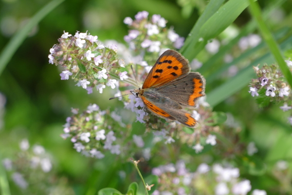 Skaliertes Bild Lepidoptera, Lycaenidae, Lycaena phlaeas, Kleiner Feuerfalter_2017_08_15--10-34-33.jpg 