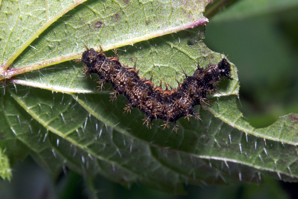 Skaliertes Bild Lepidoptera, Nymphalidae, Araschnia levana, Landkaertchen, Larve_2017_09_10--17-00-13.jpg 