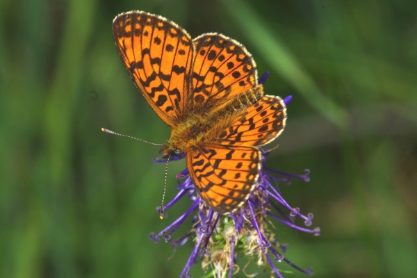 Skaliertes Bild Lepidoptera, Nymphalidae, Boloria pales_2014_05_13--11-41-55.jpg 