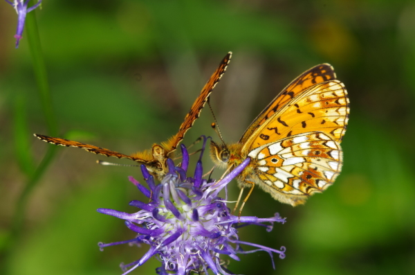 Skaliertes Bild Lepidoptera, Nymphalidae, Boloria pales_2014_05_13--11-43-30.jpg 