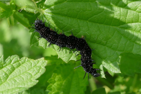 Skaliertes Bild Lepidoptera, Nymphalidae, Inachis io, Tagpfauenauge, Larve_2017_08_20--12-13-51.jpg 