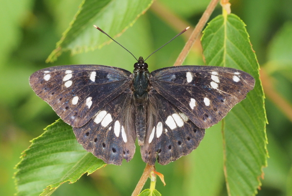 Skaliertes Bild Lepidoptera, Nymphalidae, Limenitis reducta, Blauschwarzer Eisvogel_2017_06_30--10-00-52.jpg 