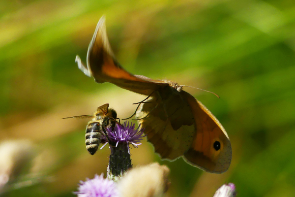 Skaliertes Bild Lepidoptera, Nymphalidae, Manjola jurtina, Grosses Ochsenauge flieht vor Biene_2022_07_14--10-24-27.jpg 