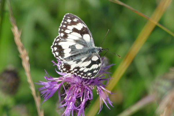 Skaliertes Bild Lepidoptera, Nymphalidae, Melanargia galathea, Schachbrettfalter_2020_06_21--10-27-24.jpg 